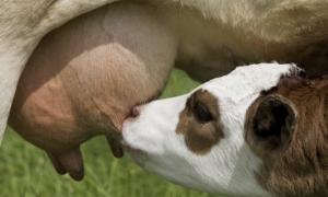 Вычисление среднего удоя, среднего процента жира и количества молочного жира у коровы за лактацию